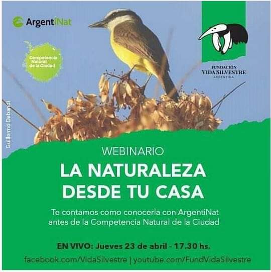 City Nature Challenge 2020: Dorila invitada a participar, entre otras localidades pampeanas