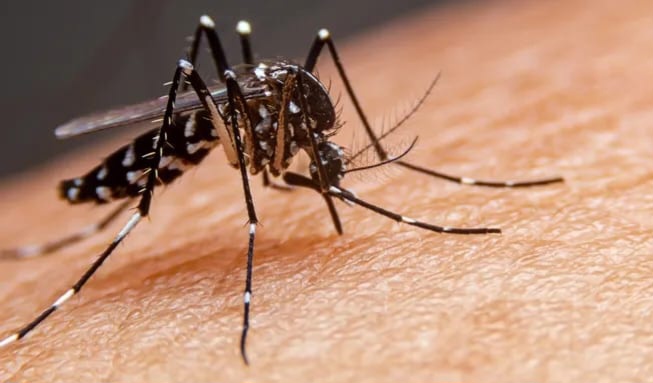 Dengue: situación epidemiológica