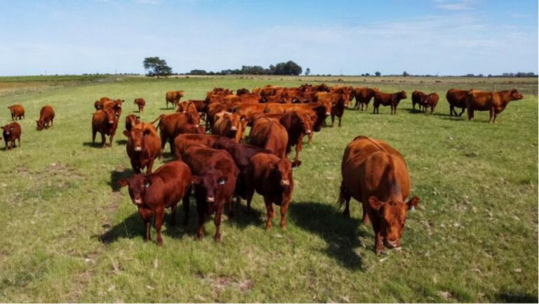 Carbunclo bacteridiano: refuerzan medidas preventivas y recuerdan la importancia de vacunar